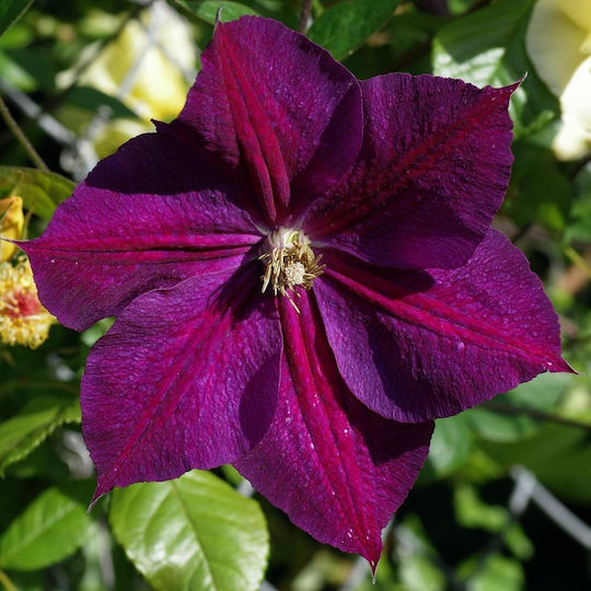 Κληματίδα Clematis Star India Κληματίδα Clematis Star India