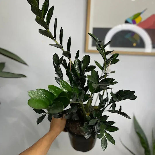 Zamioculcas Zamicro Dark Zamioculcas Zamicro Dark