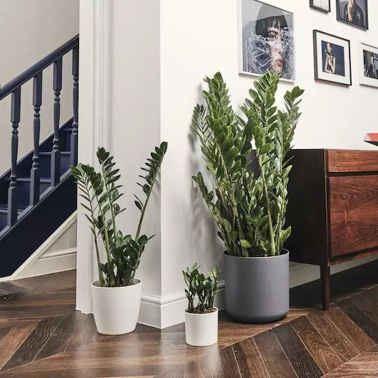 Zamiifolia 10+ Springs Xxl Innenbereich
