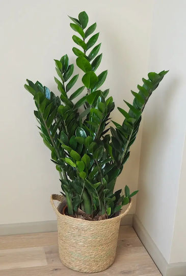Zamiifolia 10+ Springs Xxl Innenbereich