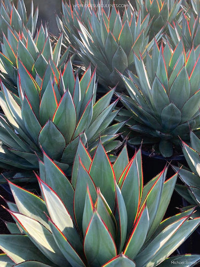 Etichetă Agave Shaka Zulu "blue Glow"