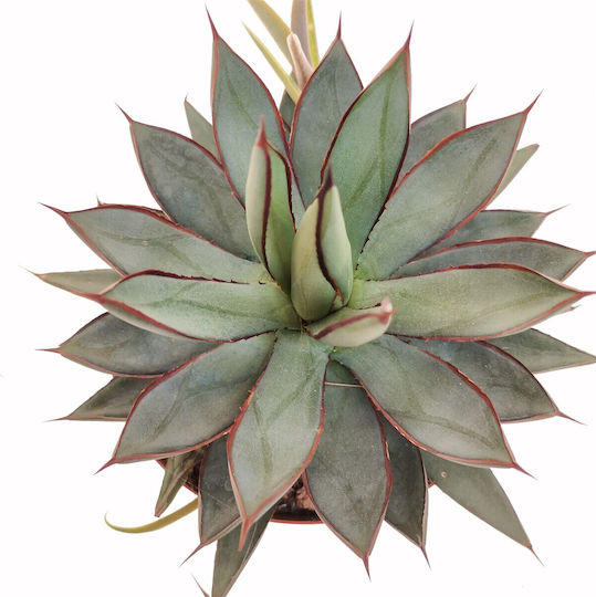Etichetă Agave Shaka Zulu "blue Glow"