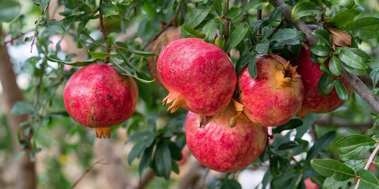 Granatapfel 3lt Granatapfel 3lt