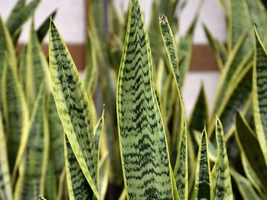Sansevieria Sanseveria Trifasciata Futura Superba