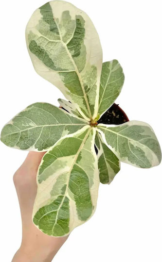 Ficus Lyrata Variegata