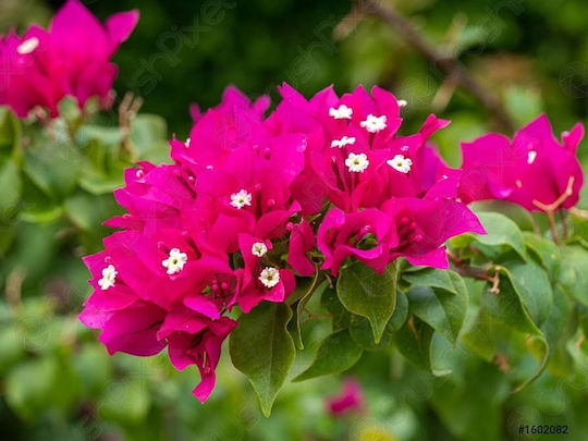 Bougainvillea Dania Bamboo Piramidă Culoare Fucsia