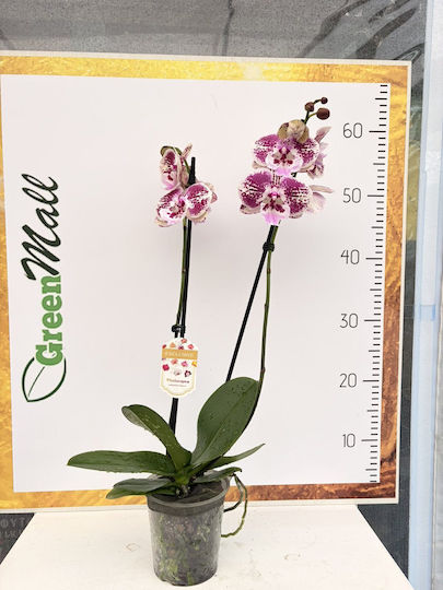 Phalaenopsis Mf Rote Papaya Lippy 2 Stiele Phalaenopsis Mf Rote Papaya Lippy 2 Stiele
