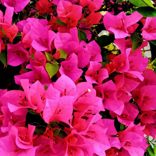 Bougainvillea Dania Bamboo Piramidă Culoare Fucsia