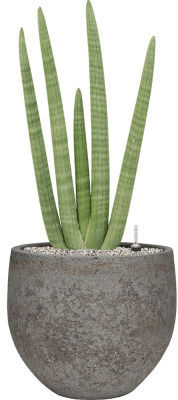 Sansevieria Sansevieria Cylindrica Handshake