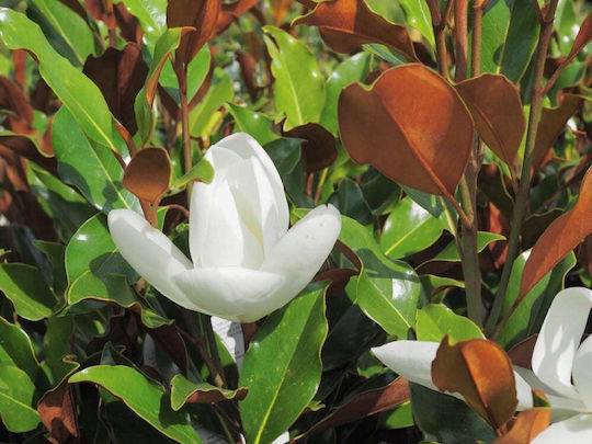 Magnolie Magnolia Grandiflora 'Little Gem' Aromatisch