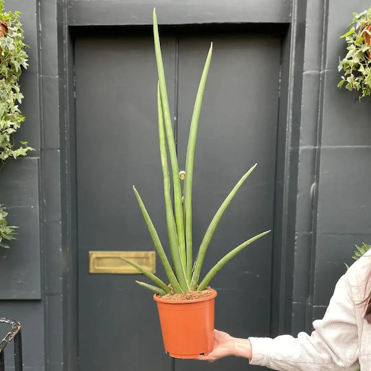 Sansevieria Sansevieria Cylindrica Handshake