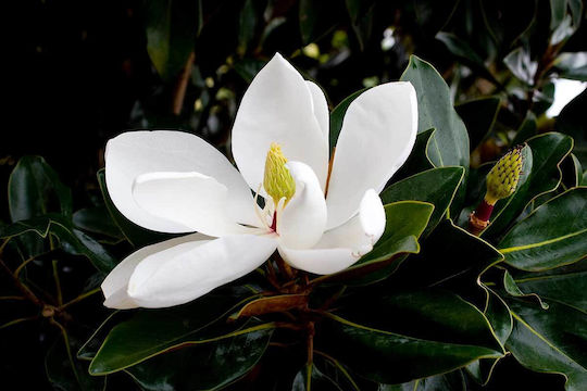 Magnolie Magnolia Grandiflora 'Little Gem' Aromatisch