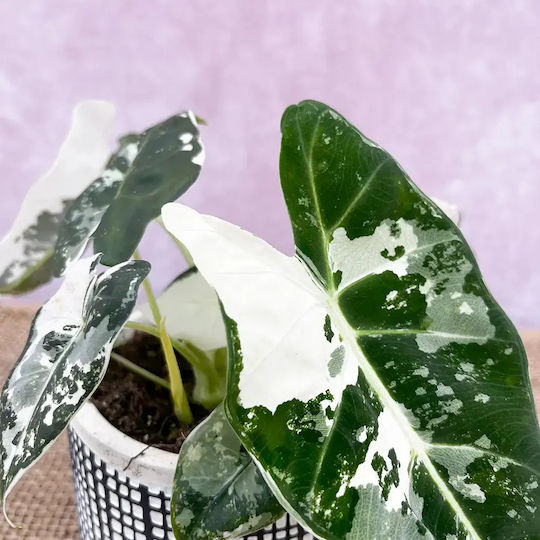 Alocasia Micholitziana Frydek Variegata