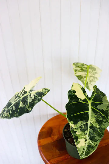 Alocasia Micholitziana Frydek Variegata