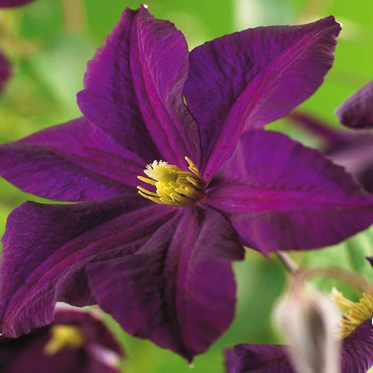 Κληματίδα Clematis Romantika