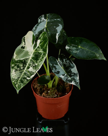 Alocasia Micholitziana Frydek Variegata