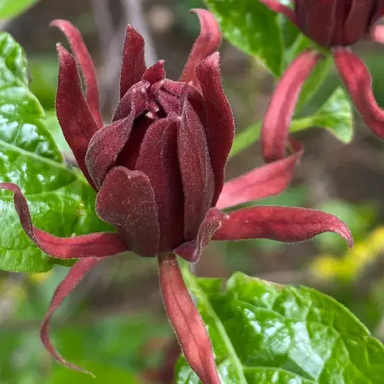 "Carolina Allspice" Calycanthus Fertilis Floridus Aromatic
