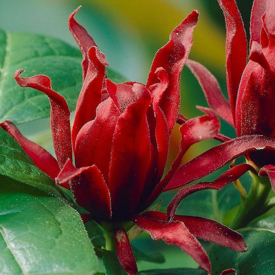 "Carolina Allspice" Calycanthus Fertilis Floridus Aromatic
