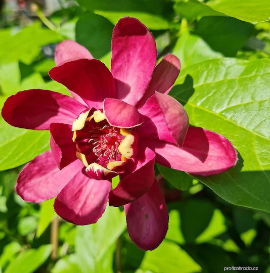 "καλύκανθος Καρολίνα Μπαχάρι" Calycanthus Fertilis Floridus Αρωματικο "καλύκανθος Καρολίνα Μπαχάρι" Calycanthus Fertilis Floridus Αρωματικο