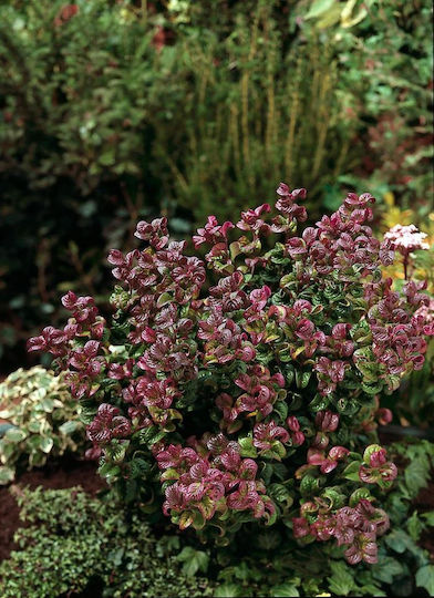 Λευκοθέα Leucothoe Axillaris Curly Crazy Pbr