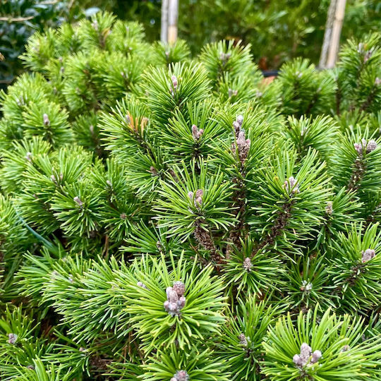 "πεύκο Νάνο" Pinus Mugo Mughus