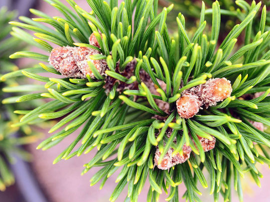 "πεύκο Νάνο" Pinus Mugo Mughus