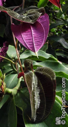 Διοσκουρέα Dioscorea Discolor