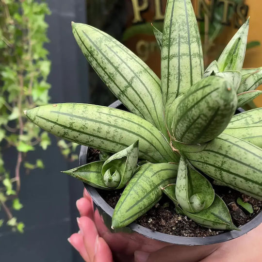 Sansevieria Sansevieria Inti No 1 In Decorative Pot