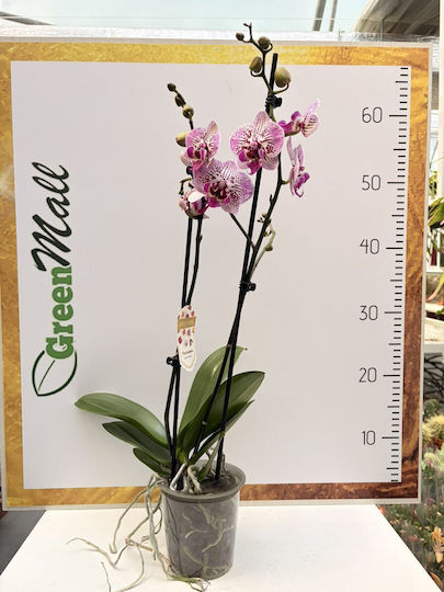 Phalaenopsis Mf Golden Fireworks 2 Stiele Phalaenopsis Mf Golden Fireworks 2 Stiele
