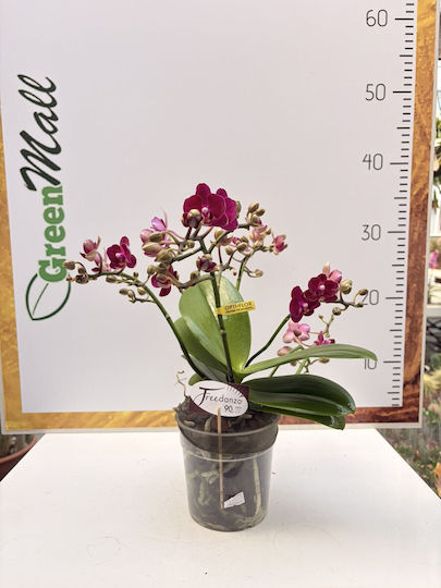 Phalaenopsis Mf Freedanzo Songbird Rote Königin 4-8 Stiele Opti-flor Premium Phalaenopsis Mf Freedanzo Songbird Rote Königin 4-8 Stiele Opti-flor Premium