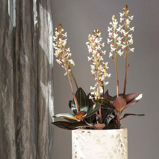Orchideen Höhe 45cm Orchideen Höhe 45cm