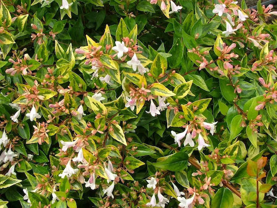 Abelia Grandiflora Aμπέλια