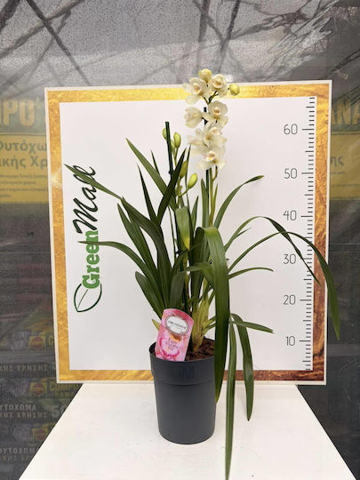 Cymbidium White Art Road Premium 2 Stiele Cymbidium White Art Road Premium 2 Stiele