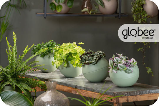 Pot Plastic Olive
