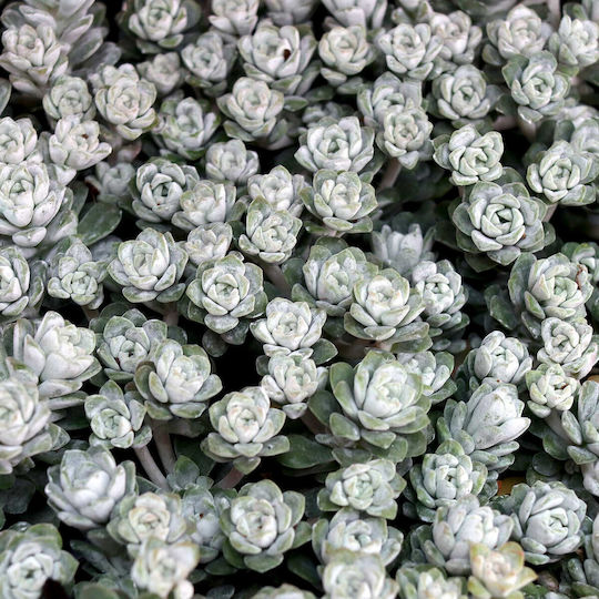 Σέντουμ Sedum Spathulifolium Cape Blanco