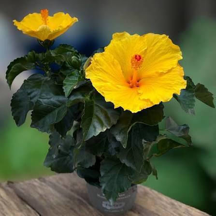 Ιβίσκος Hibiscus Rosa Sinensis Aura Yellow Ιβίσκος Hibiscus Rosa Sinensis Aura Yellow