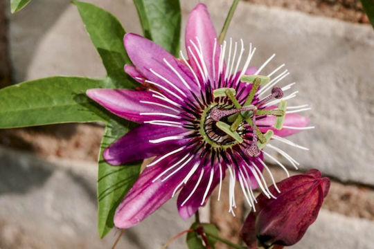 Ceas Floarea Pasiunii Passiflora Victoria