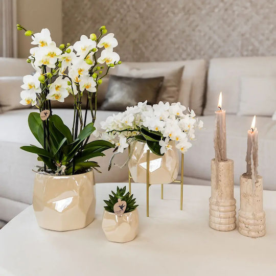 Phalaenopsis Anthura Nazare Botanic Mucho 4-8 Tulpini