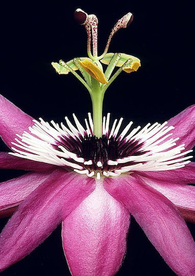 Ceas Floarea Pasiunii Passiflora Victoria