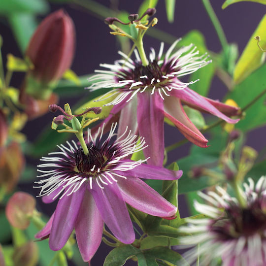 Ceas Floarea Pasiunii Passiflora Victoria