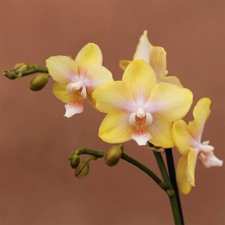 Phalaenopsis Mf Lemon Bolgheri 2 Stems Parfum Αρωματικη