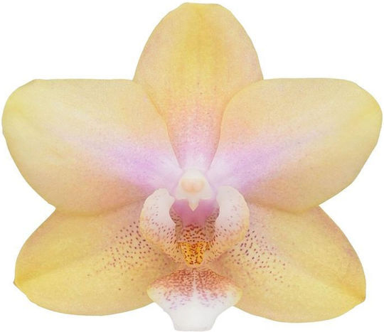 Phalaenopsis Mf Lemon Bolgheri 2 Stems Parfum Αρωματικη