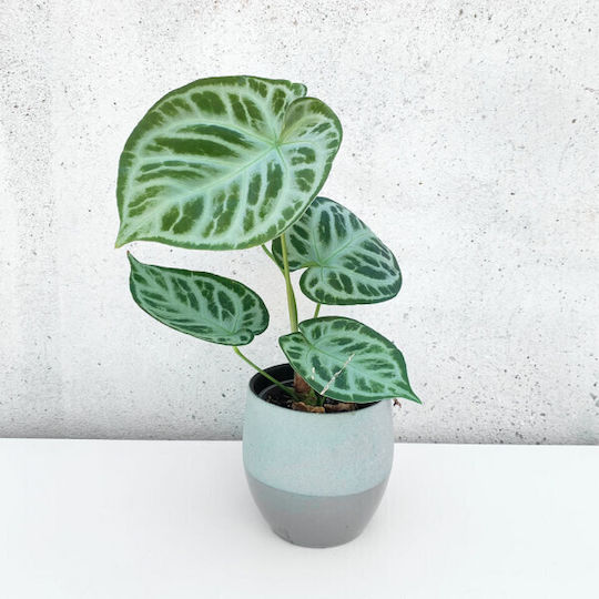 Ανθούριο Anthurium Silver Blush