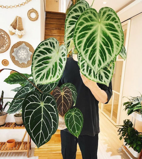 Ανθούριο Anthurium Silver Blush
