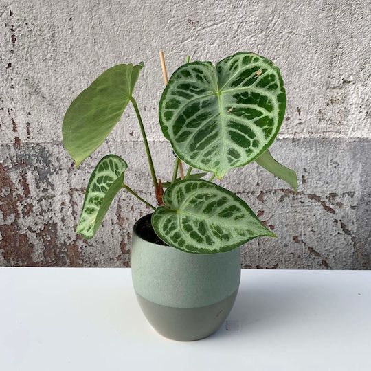 Ανθούριο Anthurium Silver Blush