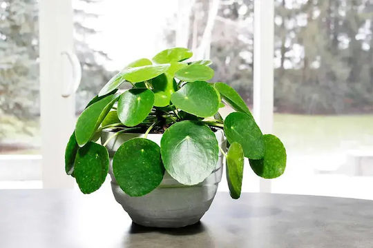 Klettenlabkraut Höhe 15cm