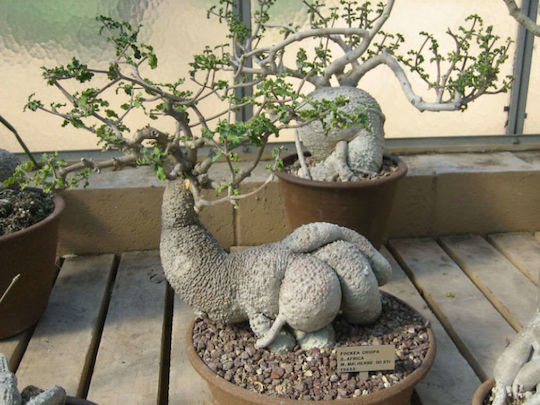 Fockea Edulis
