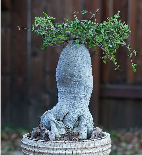 Fockea Edulis