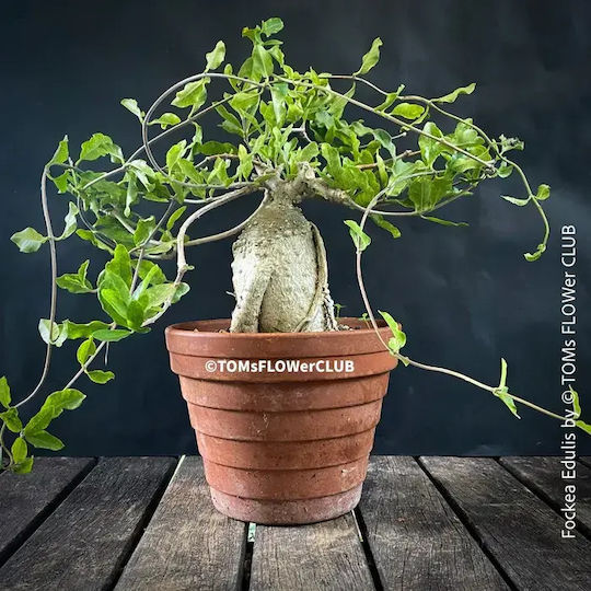 Fockea Edulis