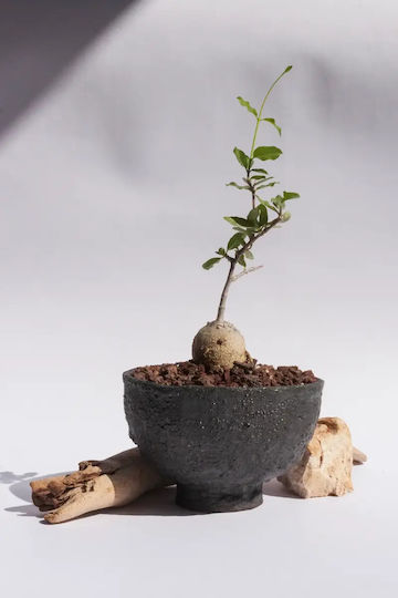 Fockea Edulis